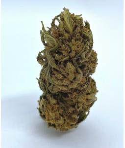 Mimosa 3g