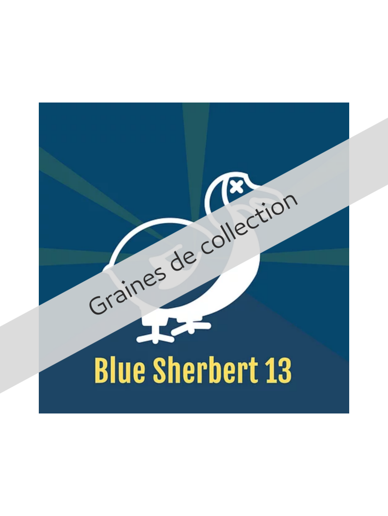 BLUE SHERBERT 13 X5 DALON SEEDS