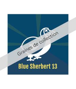 BLUE SHERBERT 13 X5 DALON SEEDS