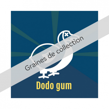 DODO GUM X3 DALON SEEDS