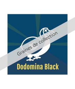 DODOMINA BLACK X3 DALON SEEDS