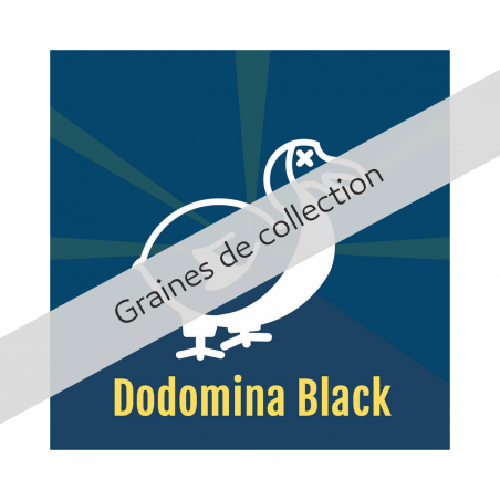 DODOMINA BLACK X3 DALON SEEDS
