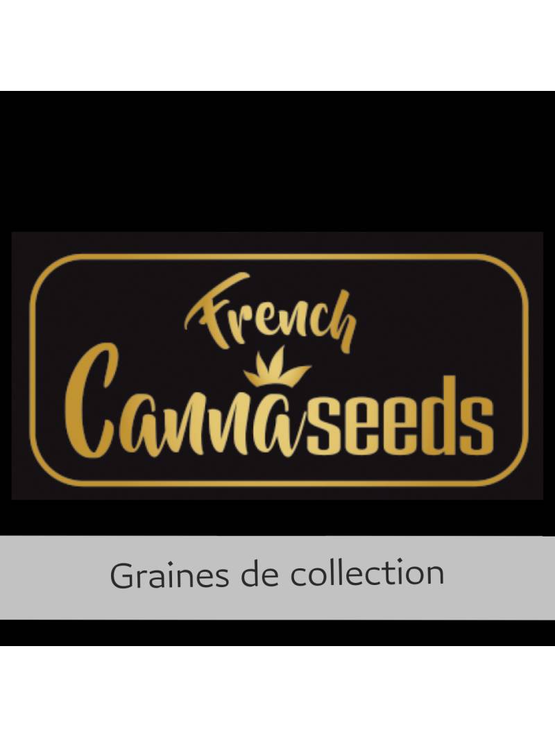 HEAVY CHEMDOG X10 FRENCH CANNASEEDS
