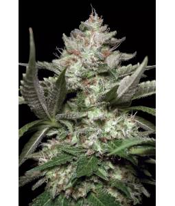 AUTO KONG 4 x3 PARADISE SEEDS