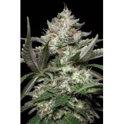 AUTO KONG 4 x5 PARADISE SEEDS