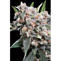 AUTO WAPPA x10 PARADISE SEEDS