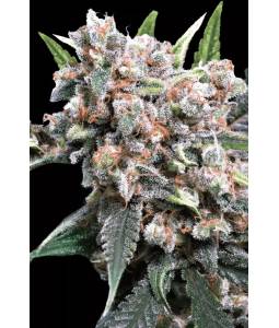 AUTO WAPPA x5 PARADISE SEEDS