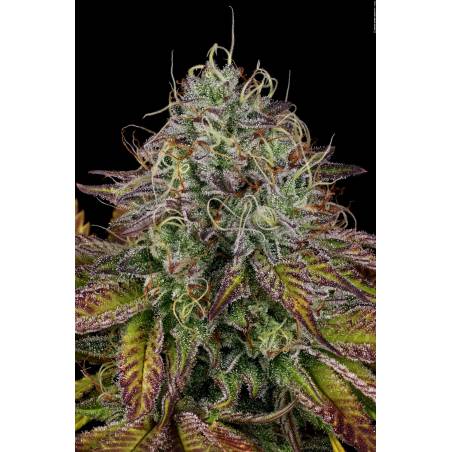 APRICOT CANDY  X3 PARADISE SEEDS