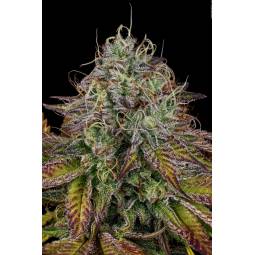 APRICOT CANDY  X5 PARADISE SEEDS