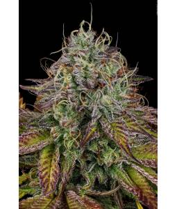 APRICOT CANDY  X5 PARADISE SEEDS