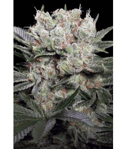 CALIFORNIAN GOLD x3 PARADISE SEEDS