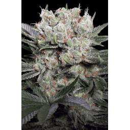CALIFORNIAN GOLD x5 PARADISE SEEDS