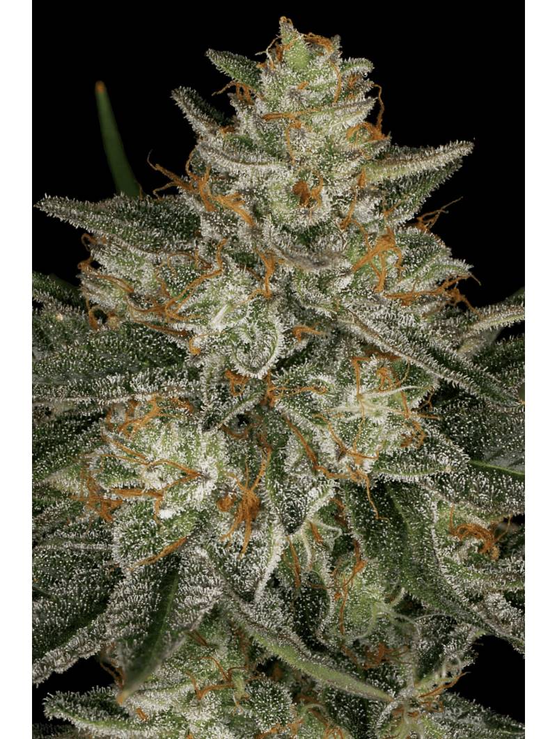 DUTCH KUSH x10 PARADISE SEEDS