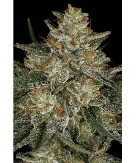 DUTCH KUSH x10 PARADISE SEEDS