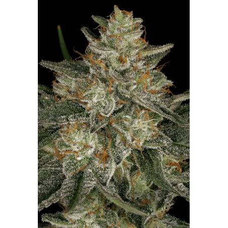 DUTCH KUSH x10 PARADISE SEEDS