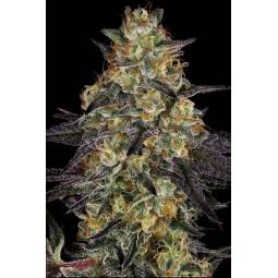 EL DORADO OG x5 PARADISE SEEDS