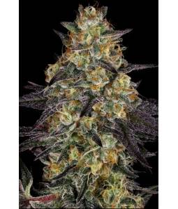 EL DORADO OG x5 PARADISE SEEDS