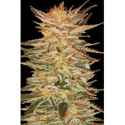 ICE CREAM x5 PARADISE SEEDS