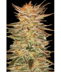 ICE CREAM x5 PARADISE SEEDS