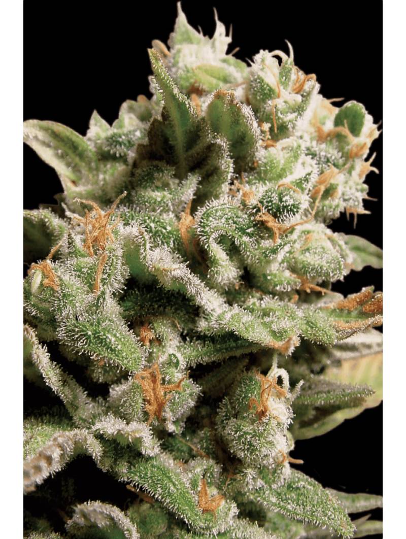 DUTCH DRAGON x10 PARADISE SEEDS