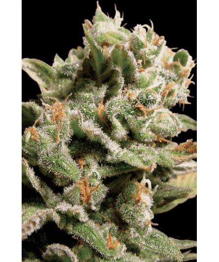 DUTCH DRAGON x10 PARADISE SEEDS DUTCH DRAGON x10 PARADISE SEEDS
