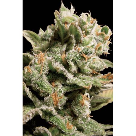 DUTCH DRAGON x10 PARADISE SEEDS