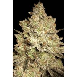 JACKY WHITE x3 PARADISE SEEDS