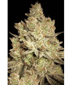 JACKY WHITE x5 PARADISE SEEDS
