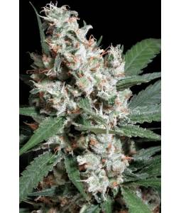 L.A. AMNESIA x3 PARADISE SEEDS