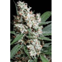 L.A. AMNESIA x5 PARADISE SEEDS