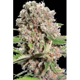 MENDOCINO SKUNK x10 PARADISE SEEDS