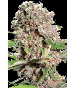 MENDOCINO SKUNK x10 PARADISE SEEDS