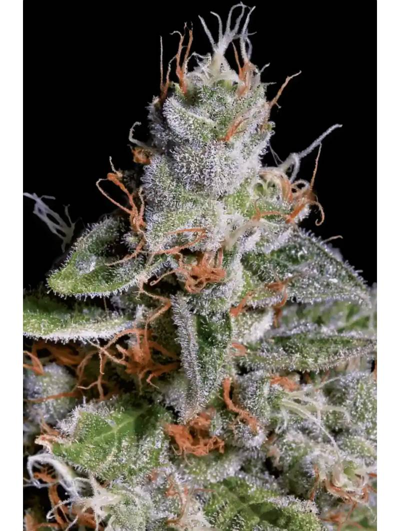 ORIGINAL CHEESE x3 PARADISE SEEDS