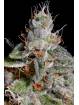 ORIGINAL CHEESE x3 PARADISE SEEDS