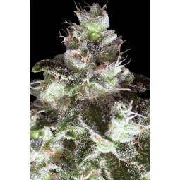 ORIGINAL WHITE WIDOW x10 PARADISE SEEDS