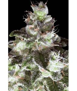 ORIGINAL WHITE WIDOW x5 PARADISE SEEDS