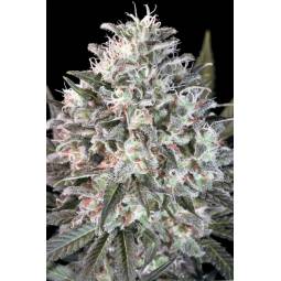 SPACE COOKIES x3 PARADISE SEEDS