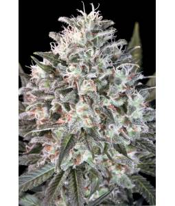 SPACE COOKIES x5 PARADISE SEEDS