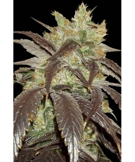SPOETNIK x3 PARADISE SEEDS
