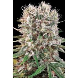 WAPPA x10 PARADISE SEEDS