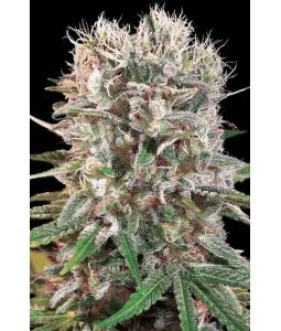 WAPPA x3 PARADISE SEEDS