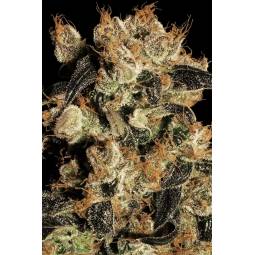 WHITE BERRY x10 PARADISE SEEDS