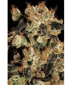 WHITE BERRY x10 PARADISE SEEDS
