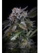 WHITE NOISE X3 PARADISE SEEDS