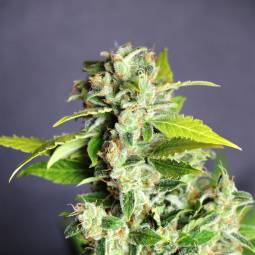 MIKROMACHINE AUTO  x3 AUTO KANNABIA SEEDS