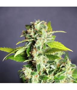 MIKROMACHINE AUTO  x3 AUTO KANNABIA SEEDS