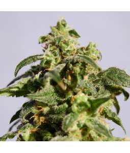 SKUNK +  x3 KANNABIA SEEDS