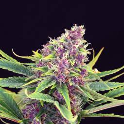 PURPLE KUSH  x5 KANNABIA SEEDS