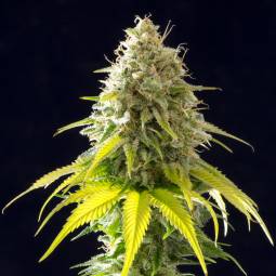 MATARO BLUE  x10 KANNABIA SEEDS