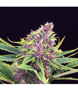 PURPLE KUSH  x3 KANNABIA SEEDS